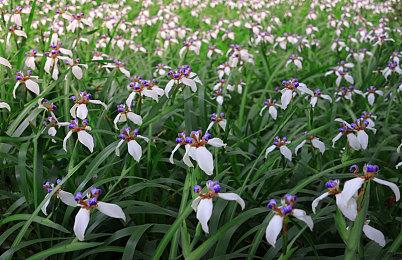 顽皮狗承认《最后的生还者》PC版还有很多工作要做